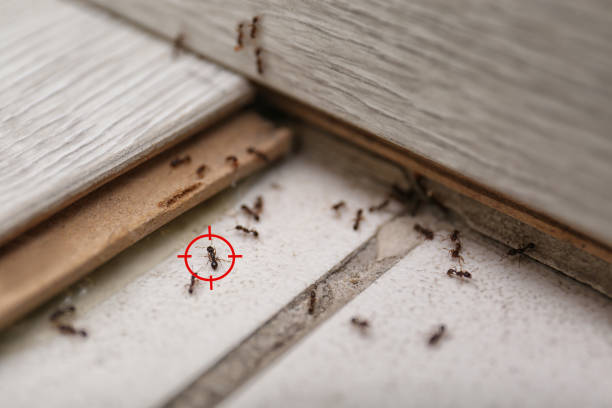 Best Wasp Removal Services  in Hobart, WA